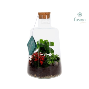 Glas Terrarium Elise met Arrangement 3pp