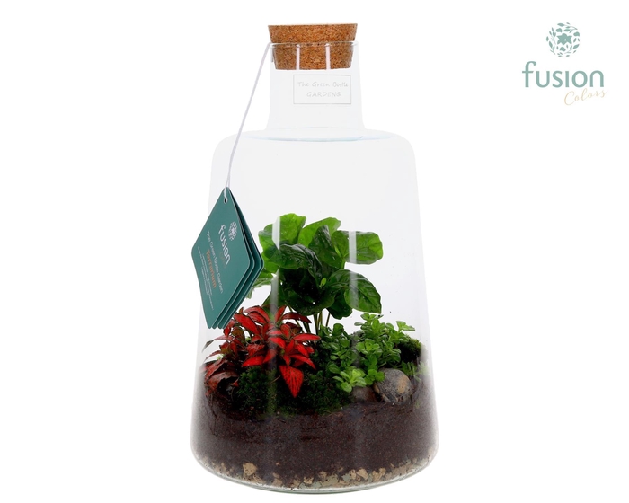 <h4>Glas Terrarium Elise met Arrangement 3pp</h4>