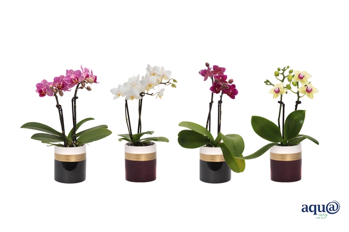 <h4>Dolomite Horizon Black / Bordeaux Tiny Dolls Mix 2T10+ Aqu@</h4>