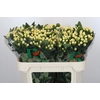 Hypericum Magical White Prince