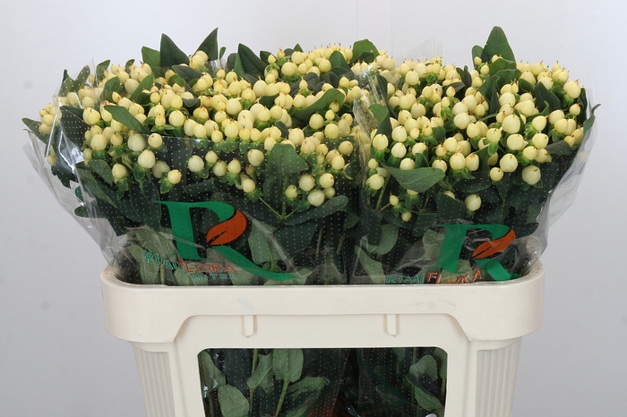 Hypericum Magical White Prince