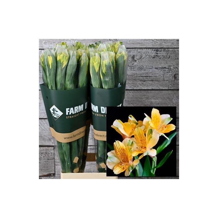 <h4>Alstro Sunny Lady 70gr</h4>