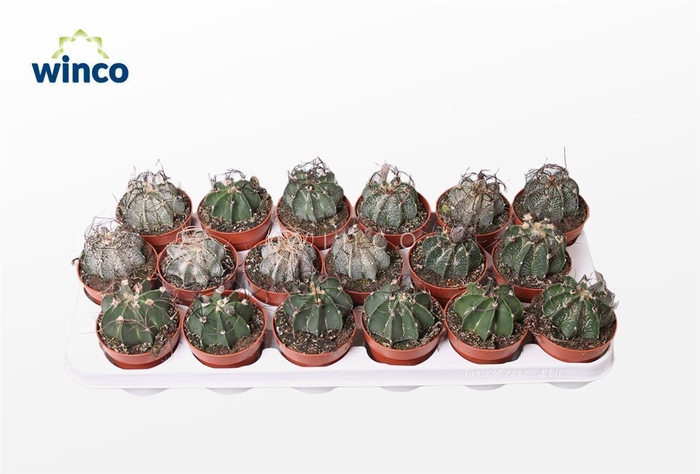 <h4>Astrophytum Capricorne</h4>
