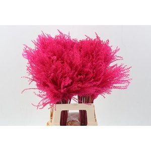 Dried Stippa Feather Cerise