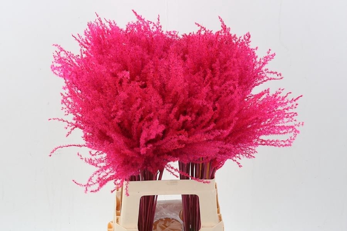 Dried Stippa Feather Cerise