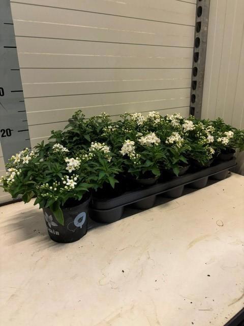 <h4>SOLANUM JASMINOIDES</h4>