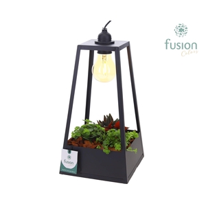 Lantaarn metaal zwart met verlichting met groene planten