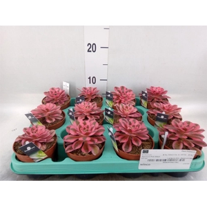 Aeonium   ...