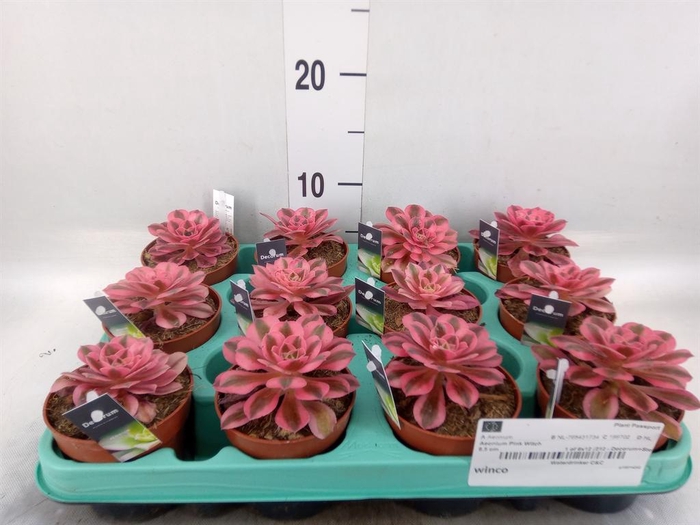 <h4>Aeonium   ...</h4>