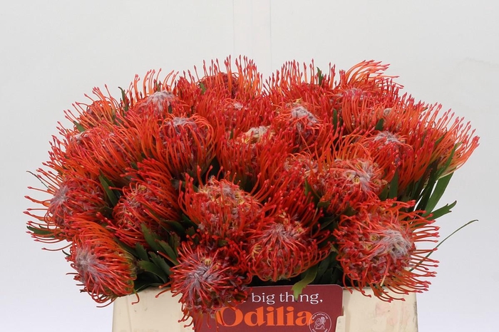 <h4>Nutans Tango</h4>