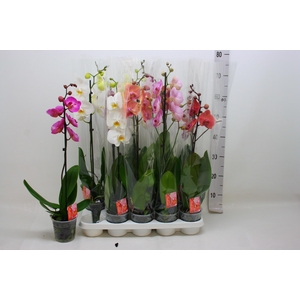 PHAL GEM
