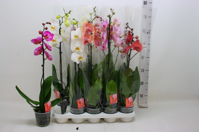 <h4>PHAL GEM</h4>