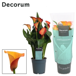 Zantedeschia Oranje (Decorum)