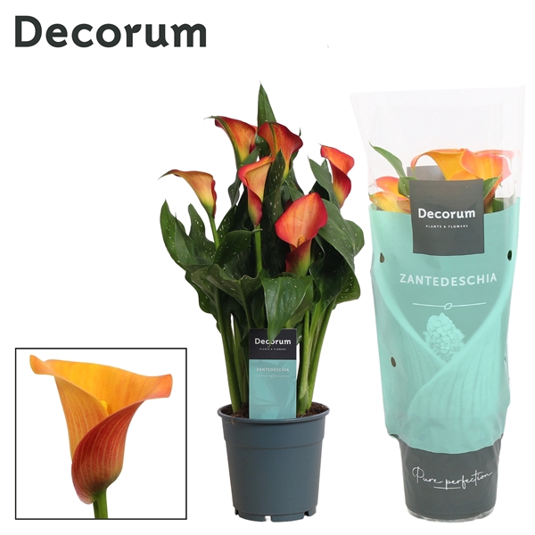 <h4>Zantedeschia Oranje (Decorum)</h4>