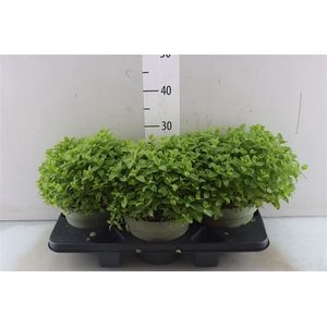 Mentha Spicata Marocan