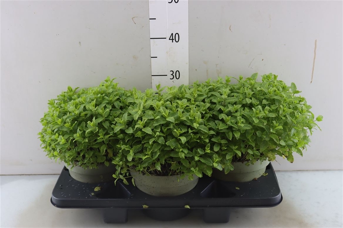 Mentha Spicata Marocan