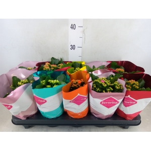 Kalanchoe blos. 'Perfecta'  ..mix 6