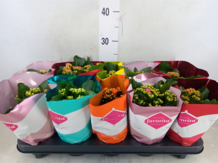 <h4>Kalanchoe blos. 'Perfecta'  ..mix 6</h4>