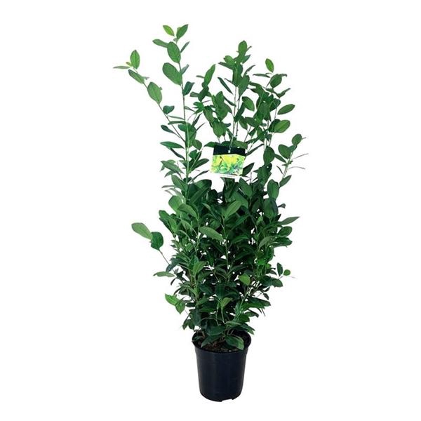 <h4>Prunus laur. 'Obelisk'</h4>