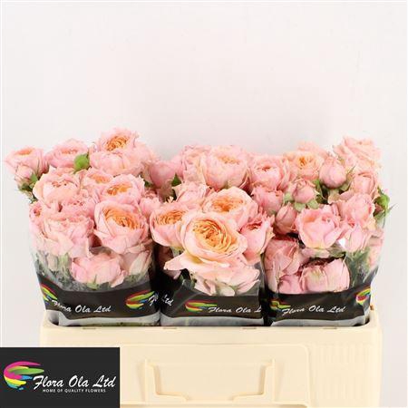 <h4>R Tr Julietta</h4>