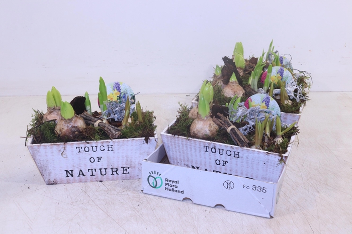 <h4>ARR BOL KNOLGEWAS</h4>