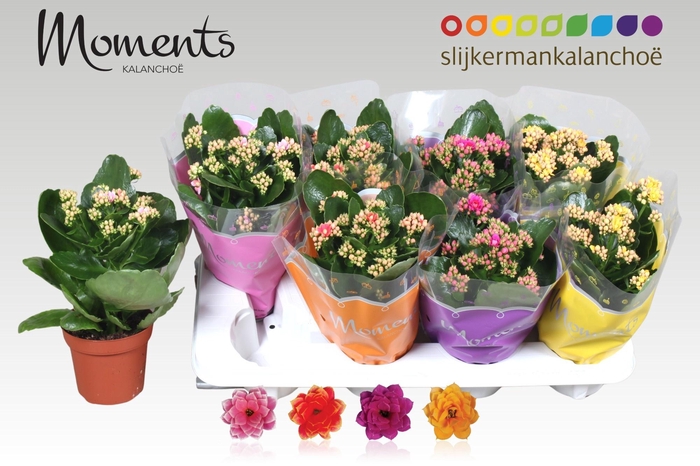 <h4>KAL GE GEM 4 KL</h4>