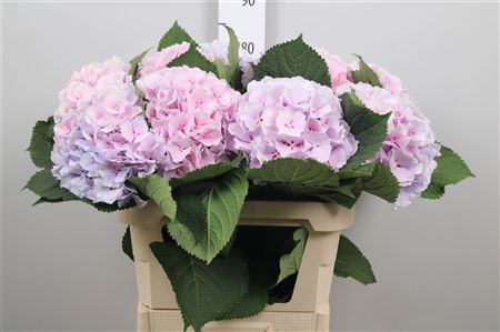 <h4>Hydr M Verena Pastel Ex</h4>