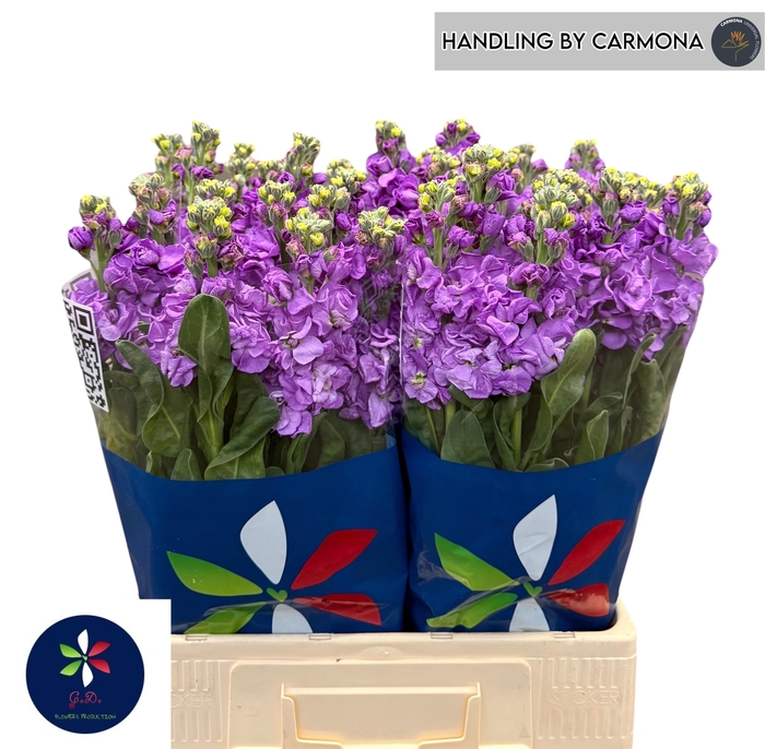 <h4>MATTH IRON BLUE</h4>