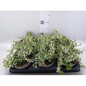 Ficus pumila 'Belle Sunny'