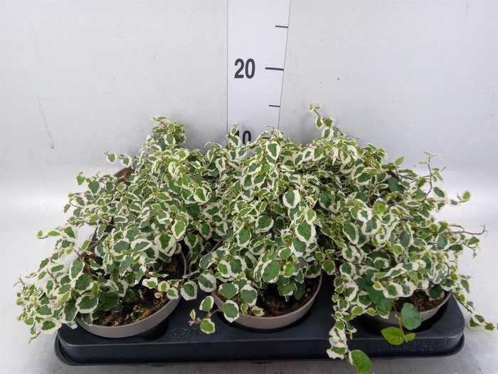 <h4>Ficus pumila 'Belle Sunny'</h4>
