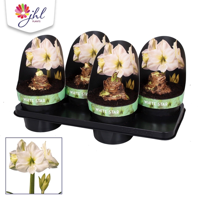 <h4>Amaryllis WHITE STAR</h4>