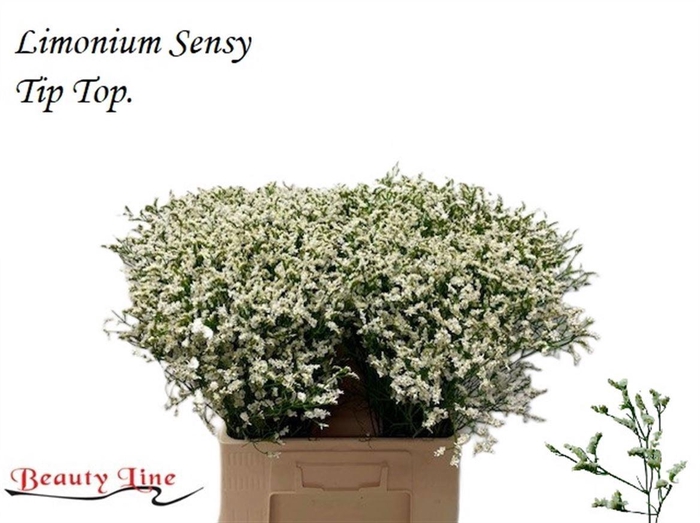 <h4>LIM SIN SEN TIP TOP</h4>