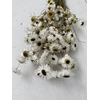 Dried Rhodanthe White Bos