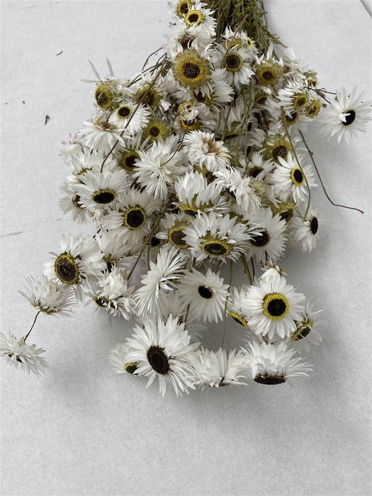 Dried Rhodanthe White Bos