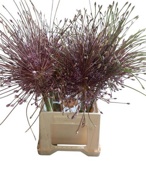 ALLIUM SCHUBERTII