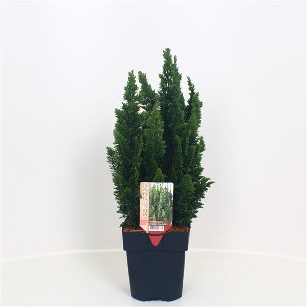 <h4>Chamaecyparis lawsoniana 'Little Spire' P17</h4>