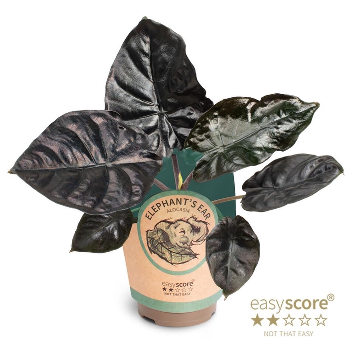 <h4>ALOCASIA HYBRID p11 black magic paper</h4>