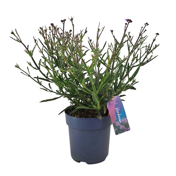 <h4>Verbena bonariensis</h4>