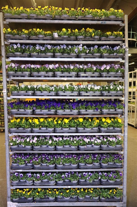 <h4>Vio Co Mixk 1 Kleur Per Tray</h4>