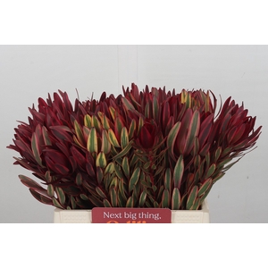 Leucadendron Jester