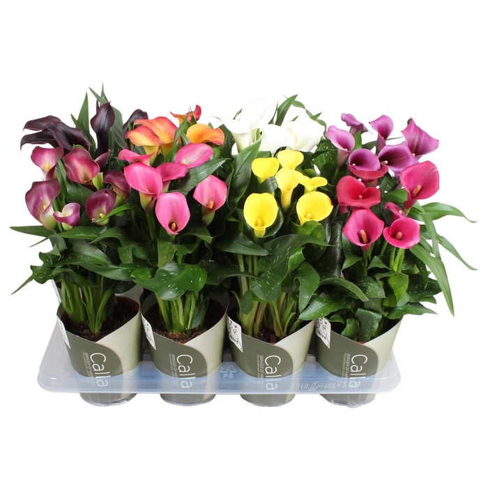 <h4>Zantedeschia gemengd SoHappyCalla mix met groene potcover</h4>