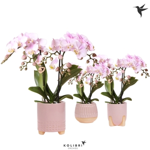 Kolibri Orchids Phalaenopsis pink 2 spike in Desert pot pink