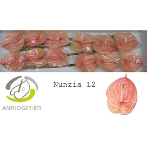 Anth A Nunzia