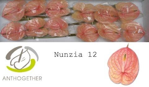 <h4>Anth A Nunzia</h4>