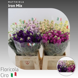 Matthiola Incana Mix