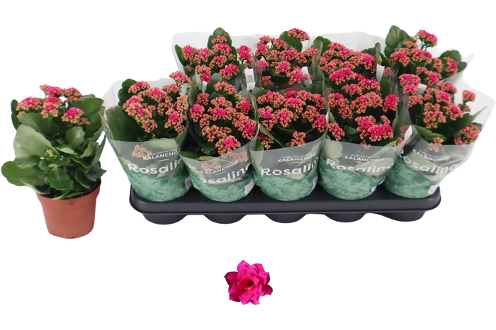 <h4>Kal Ge Don Victorio</h4>