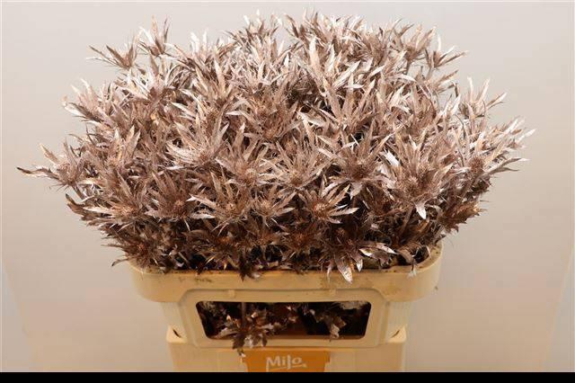 <h4>ERYN PL OV KLB H%</h4>