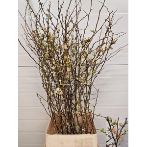 CHAENOMELES JAPONICA