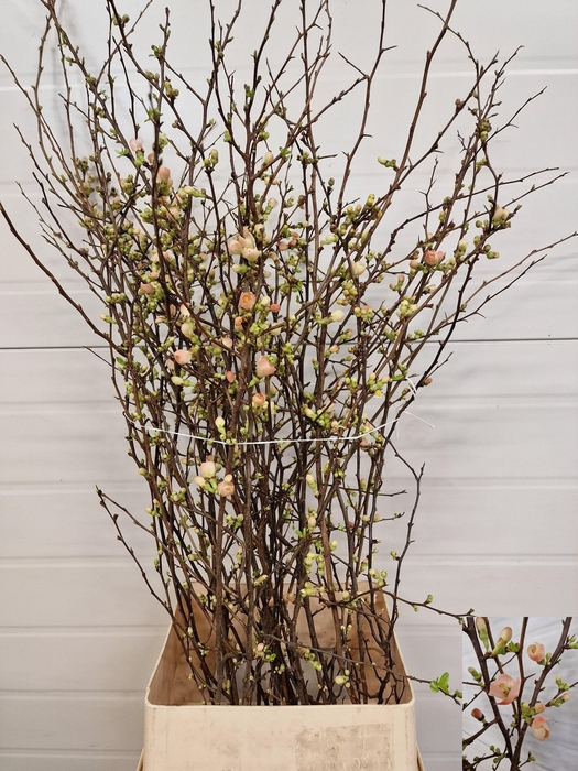 <h4>CHAENOMELES JAPONICA</h4>