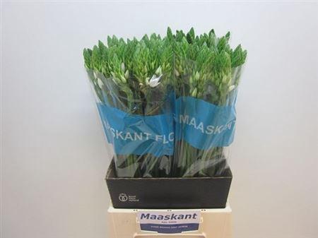 <h4>Ornit Thyrsoides</h4>